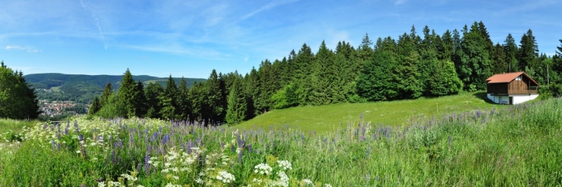 Der Thüringer Wald bietet Natur pur und ist ein beliebtes Erholungsgebiet.