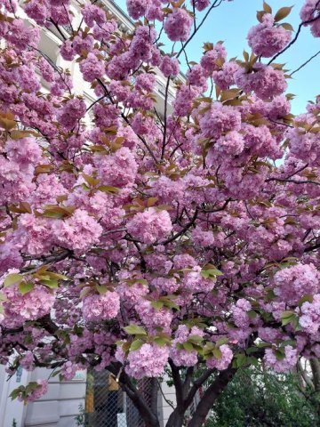 Kirschblüten in Berlin - wo blüht was wann? 