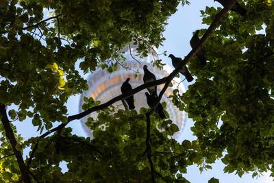 Die Silhouetten von fünf Stadttauben, die in einem grün beblätterten Baum sitzen. Dahinter ist der Berliner Fernsehturm zu sehen.