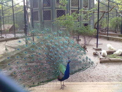 NikolausLachMeditationSpaziergang (LMS) - ein Hauch von Weih...