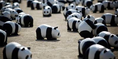 1600 Panda-Bären auf Deutschland-Tour