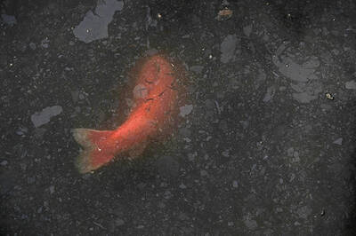 Goldfisch im dunklen Teich