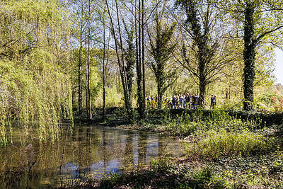 Waldwunder im Plänterwald