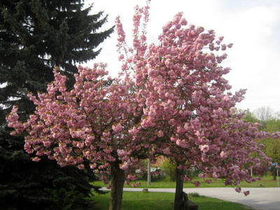 Hanami: Japanisches Kirschblütenfest, längste Kirschblütenal...